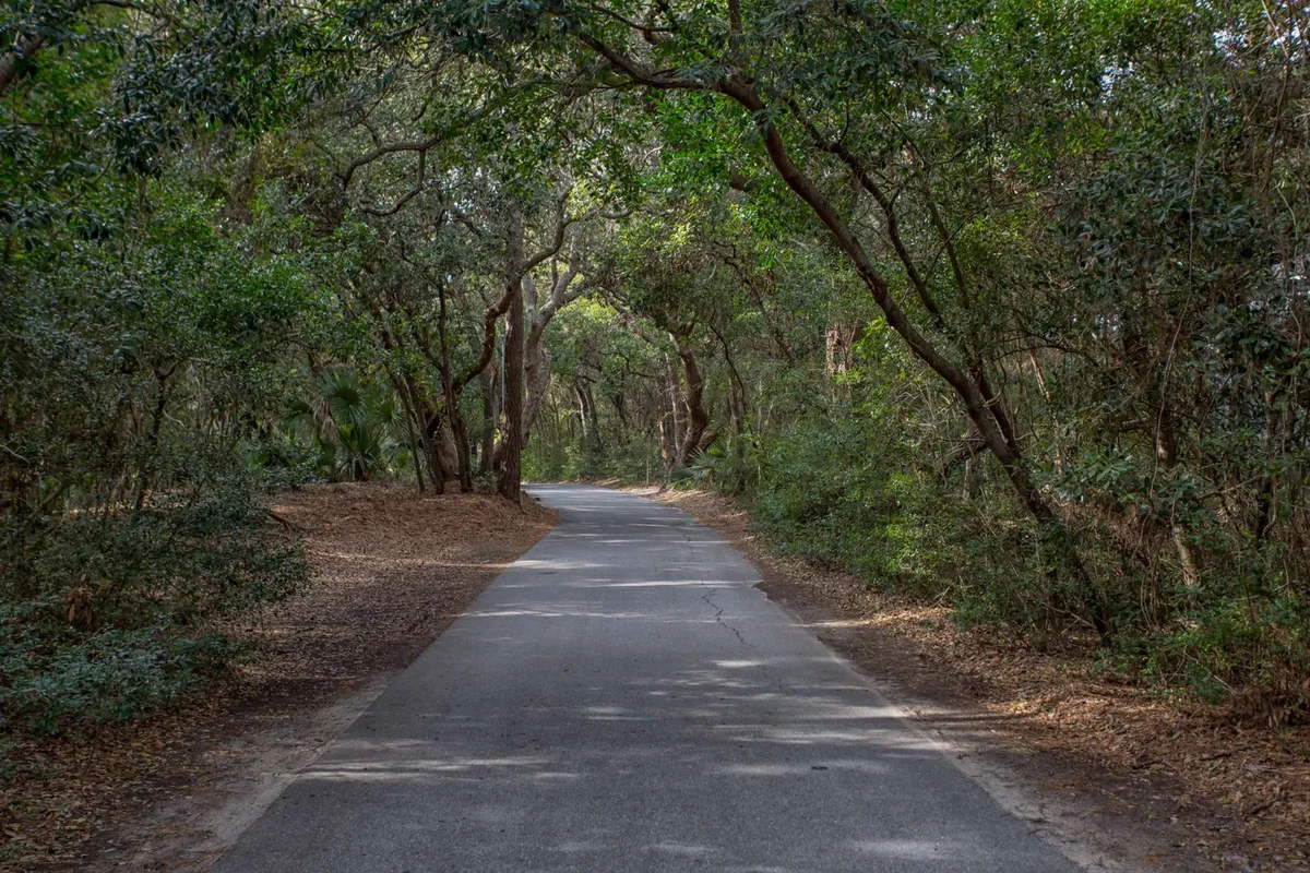 A winding road shaded by overhanging trees and bordered by lush greenery, inviting exploration into the island’s nature trails and maritime forests.